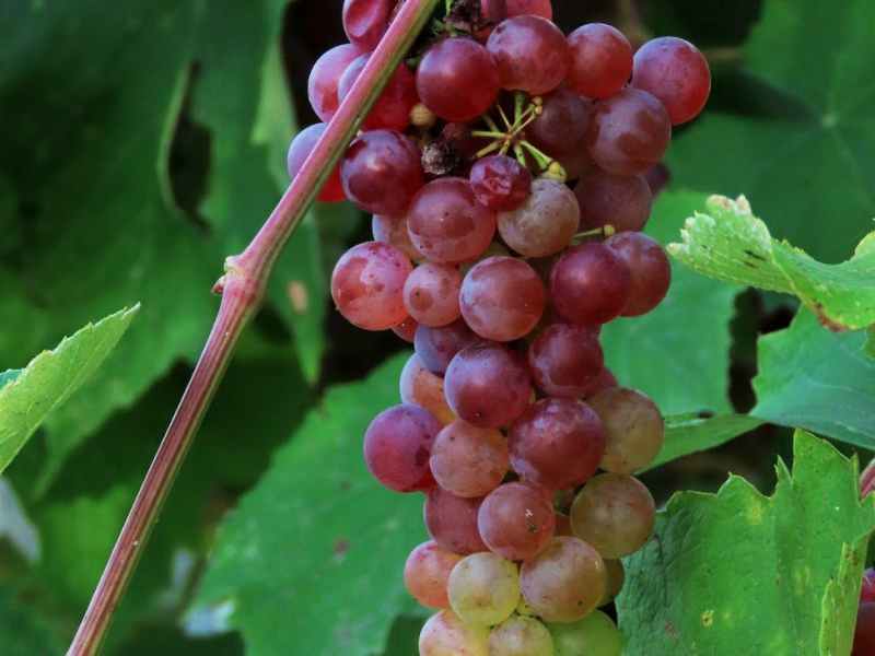 Fête des Vendanges 2022 de&nbsp;BAGNEUX