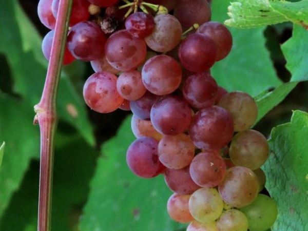Fête des Vendanges de BAGNEUX 2025 27/28&nbsp;septembre